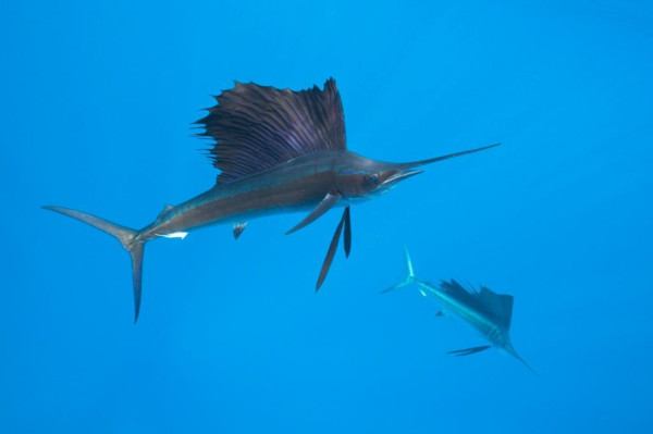 10 Ikan yang Tidak Boleh Dikonsumsi Sembarangan, Bikin Otak dan Saraf Rusak
