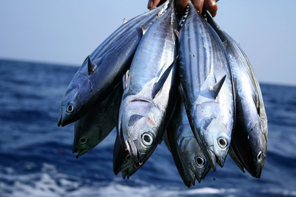 10 Ikan yang Tidak Boleh Dikonsumsi Sembarangan, Bikin Otak dan Saraf Rusak