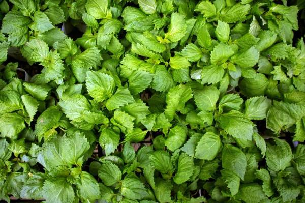7 Daun yang Bisa Menurunkan Asam Urat dengan Cepat, Nyeri Sendi Langsung Lenyap