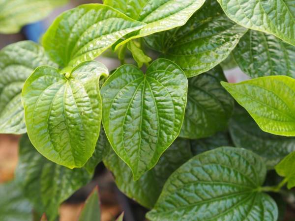 7 Daun yang Bisa Menurunkan Asam Urat dengan Cepat, Nyeri Sendi Langsung Lenyap