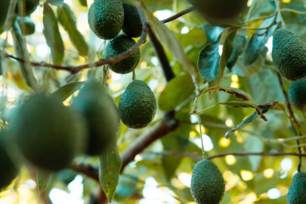 8 Daun Penurun Gula Darah dan Kolesterol Tinggi yang Paling Ampuh
