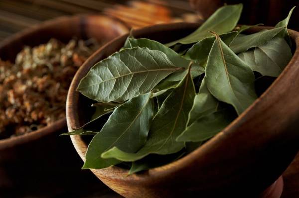 8 Daun Penurun Gula Darah dan Kolesterol Tinggi yang Paling Ampuh