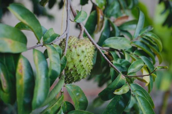 8 Daun Penurun Gula Darah dan Kolesterol Tinggi yang Paling Ampuh