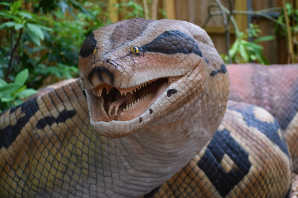 Apa Sih Makanan Ular Raksasa Titanoboa? Jawabannya Bikin Terkejut!