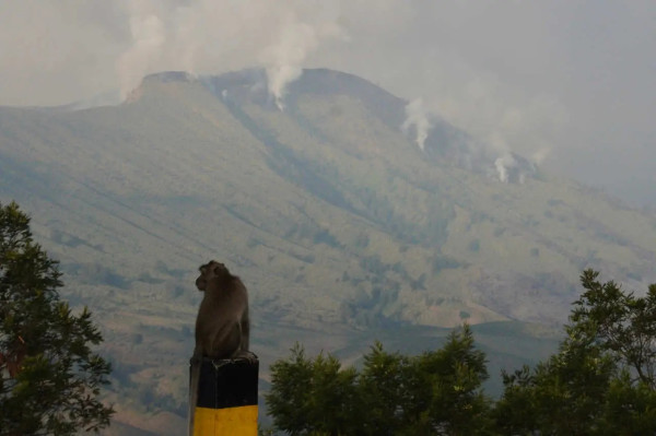 5 Fakta Bukit Teletubbies Gunung Bromo, Tempat Wisata Populer yang Viral Belakangan Ini