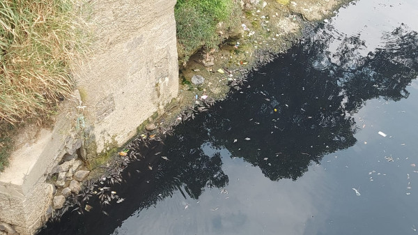 Kondisi Air Sungai Cileungsi Bogor Makin Hitam Pekat dan Bau, Ribuan Ikan Mati