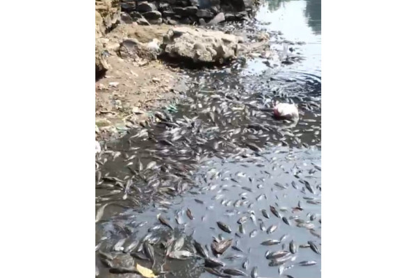 Kondisi Air Sungai Cileungsi Bogor Makin Hitam Pekat dan Bau, Ribuan Ikan Mati