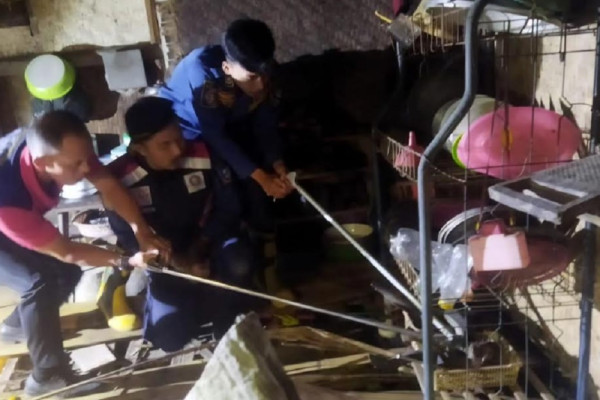 Ngeri! King Kobra 3 Meter Berkeliaran di Dapur Rumah Warga Garut