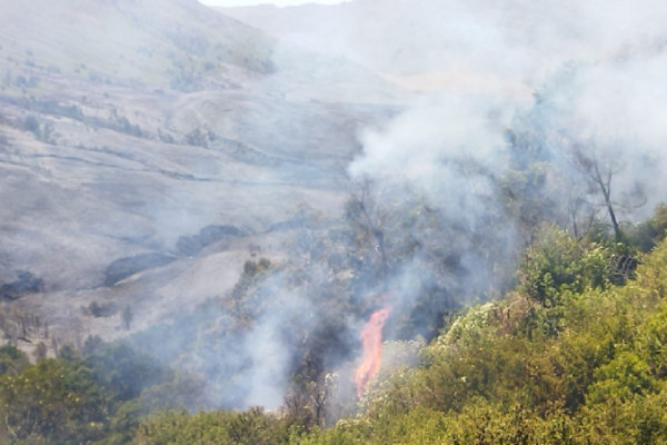 Penampakan Terkini Kebakaran Gunung Bromo, Hanguskan Pohon Setinggi 2 Meter Lebih