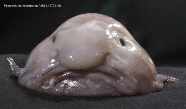 Mengenal Blobfish yang Dijuluki Ikan Terjelek di Dunia