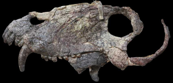 Ini Predator Raksasa Sebelum Dinosaurus, Beratnya Mencapai 400 Kg