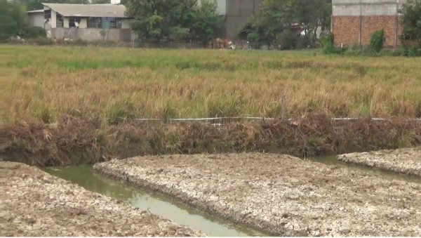 Terdampak Kekeringan, Petani Rorotan Cilincing Gagal Panen
