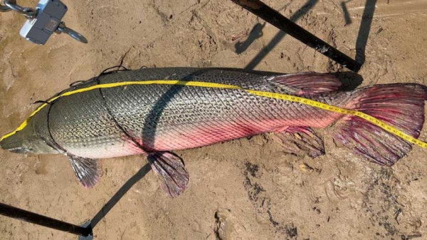 Bertarung 2 Jam, Pemancing Tangkap Ikan Alligator Gar Raksasa