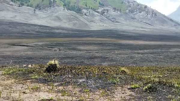 Miris, Perlu 5 Tahun Ekosistem Bromo Benar-benar Pulih Usai Kebakaran Karena Flare