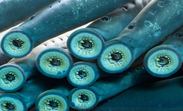 Lamprey Pasifik, Ikan Misterius Tanpa Rahang Penghisap Darah