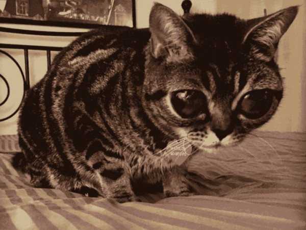 16 Kucing Paling Aneh di Dunia, Ada yang Mirip Alien hingga Bermata Indah