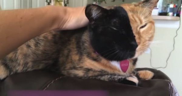 16 Kucing Paling Aneh di Dunia, Ada yang Mirip Alien hingga Bermata Indah