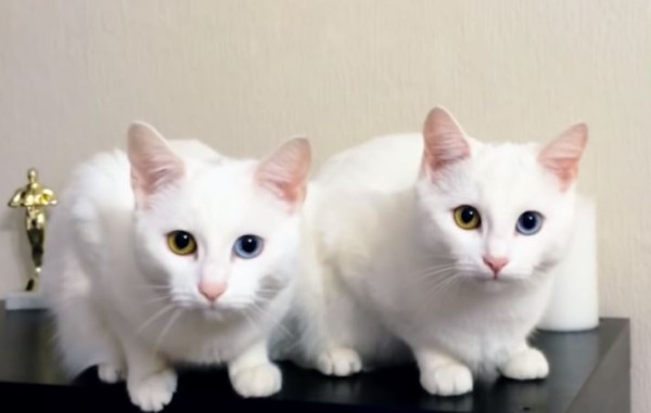 16 Kucing Paling Aneh di Dunia, Ada yang Mirip Alien hingga Bermata Indah