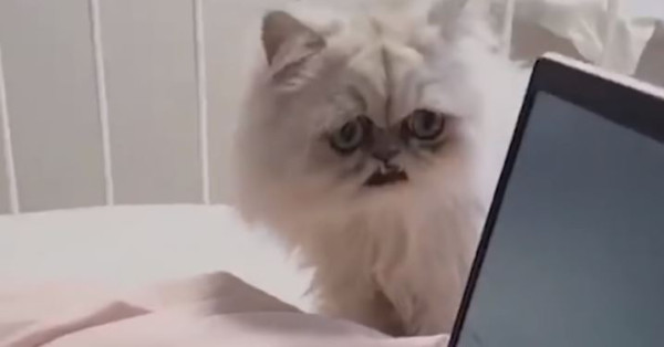 16 Kucing Paling Aneh di Dunia, Ada yang Mirip Alien hingga Bermata Indah
