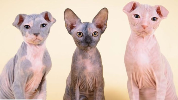 16 Kucing Paling Aneh di Dunia, Ada yang Mirip Alien hingga Bermata Indah