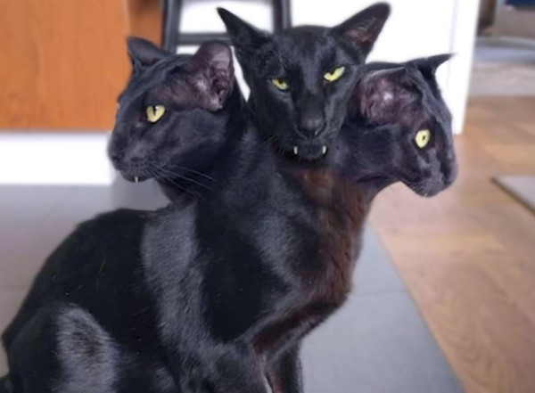 16 Kucing Paling Aneh di Dunia, Ada yang Mirip Alien hingga Bermata Indah