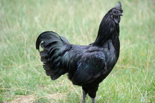 4 Ras Ayam Terlucu di Dunia, Salah Satunya dari Indonesia