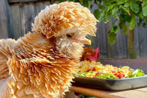 4 Ras Ayam Terlucu di Dunia, Salah Satunya dari Indonesia