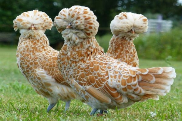 4 Ras Ayam Terlucu di Dunia, Salah Satunya dari Indonesia
