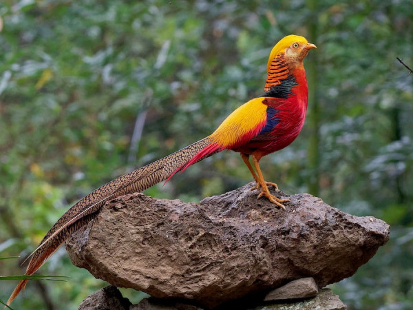 Inilah 10 Burung Tercantik di Dunia, Punya Warna Indah hingga Suara Merdu