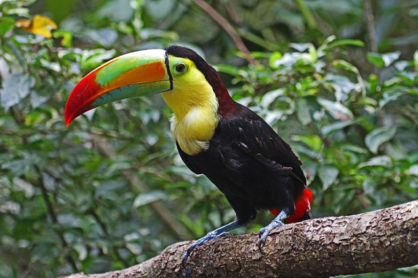 Inilah 10 Burung Tercantik di Dunia, Punya Warna Indah hingga Suara Merdu