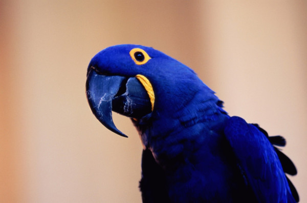 Inilah 10 Burung Tercantik di Dunia, Punya Warna Indah hingga Suara Merdu