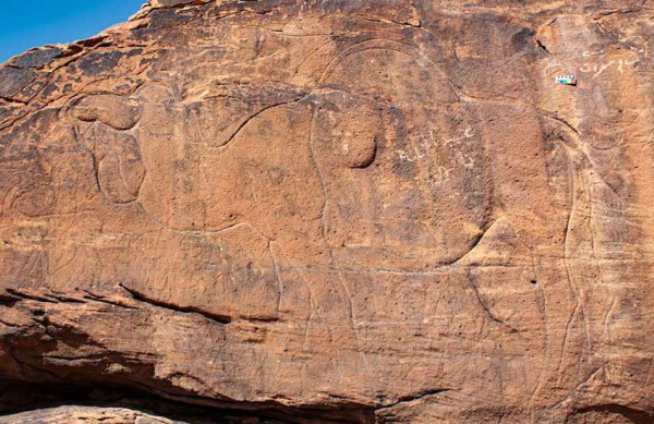 Ukiran Unta Misterius di Atas Batu Muncul di Gurun Arab Saudi