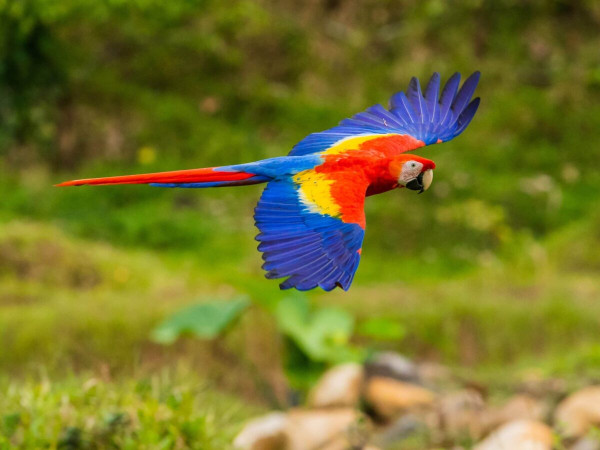 Inilah 10 Burung Tercantik di Dunia, Punya Warna Indah hingga Suara Merdu