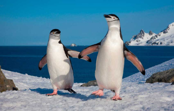 Gunung Es Sepanjang 72 Km Hantam Tempat Perlindungan Penguin di Antartika