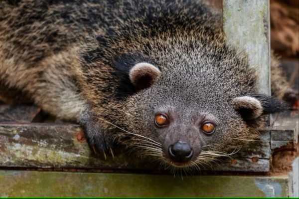 5 Fakta Binturong, Hewan Langka yang Wangi Popcorn