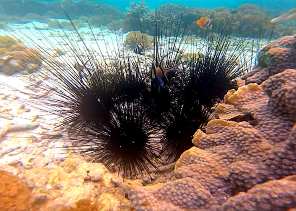 Mengapa Hewan yang Tidak Memiliki Otak Banyak yang Ditemukan di Laut?