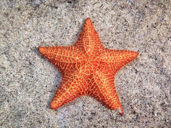 Mengapa Hewan yang Tidak Memiliki Otak Banyak yang Ditemukan di Laut?