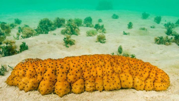 Mengapa Hewan yang Tidak Memiliki Otak Banyak yang Ditemukan di Laut?