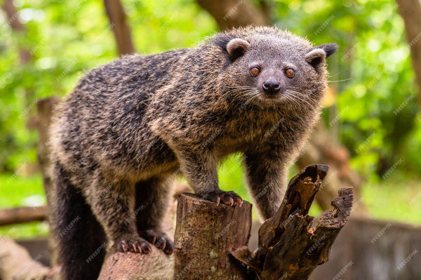 5 Fakta Binturong, Hewan Langka yang Wangi Popcorn