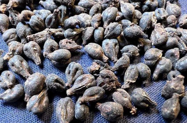 Penemuan Sisa Wine dan Biji Anggur di Makam Ratu Mesir Kuno, Sosok Meret-Neith Masih Misterius