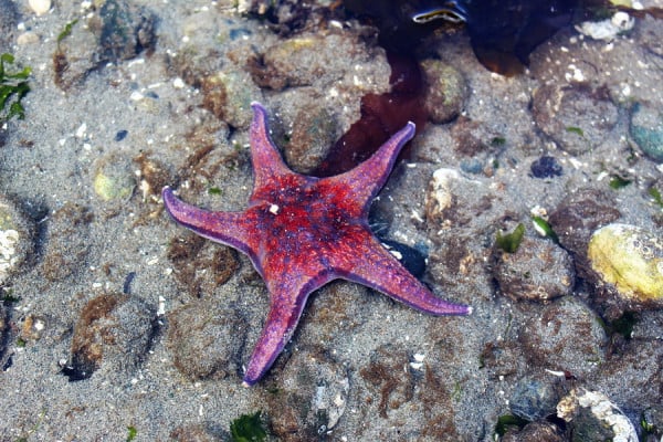 12 Spesies Bintang Laut yang Luar Biasa di Dunia