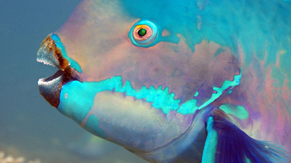 Keunikan Blue Parrotfish, Ikan Biru yang Bisa Berganti Kelamin