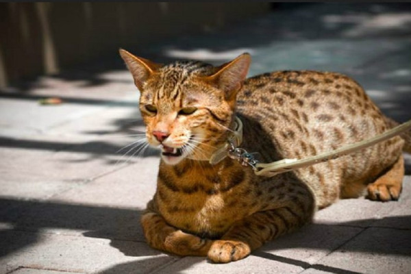 12 Jenis Ras Kucing Termahal di Dunia, Ada yang Harganya Miliaran Rupiah