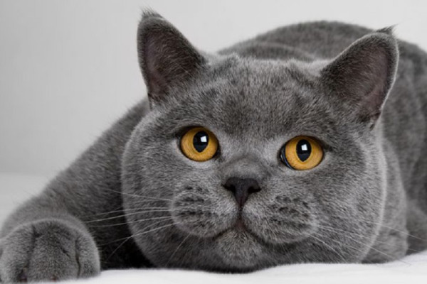 12 Jenis Ras Kucing Termahal di Dunia, Ada yang Harganya Miliaran Rupiah