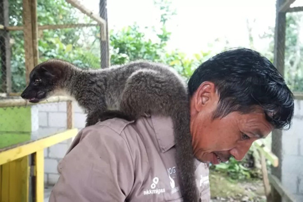 Fakta Menarik Hewan Luwak, Penghasil Kopi Termahal di Dunia