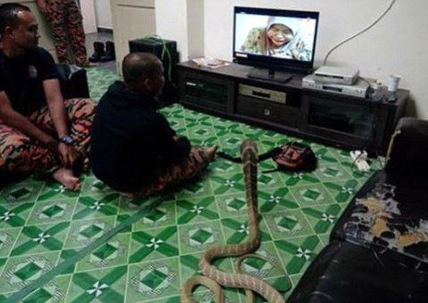 Viral! Pria Thailand Ini Nikahi Ular Kobra Gegara Mirip Pacarnya yang Meninggal