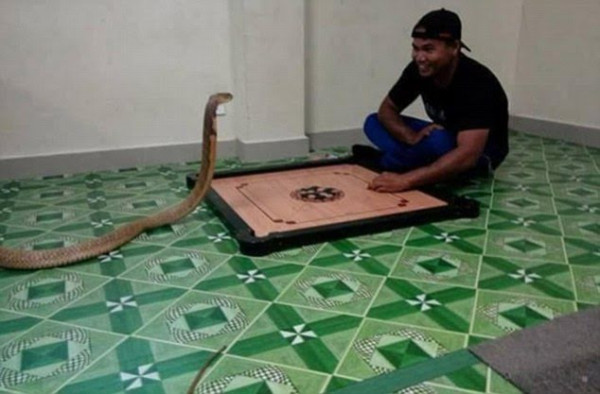 Viral! Pria Thailand Ini Nikahi Ular Kobra Gegara Mirip Pacarnya yang Meninggal