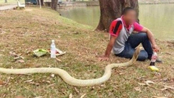 Viral! Pria Thailand Ini Nikahi Ular Kobra Gegara Mirip Pacarnya yang Meninggal