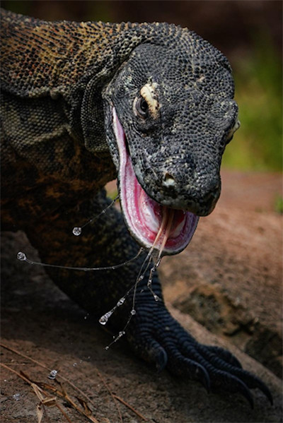 Ini Pemenang Ajang International Animal Photo and Video Competition 2023