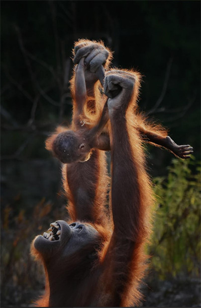 Ini Pemenang Ajang International Animal Photo and Video Competition 2023